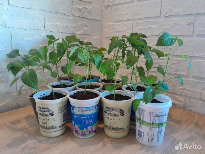 Рассада перца сладкого