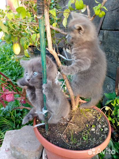 Котята в добрые руки бесплатно