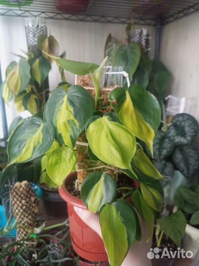 Филодендрон сканденс бразил