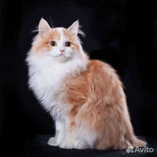 Кошка Ласкуша