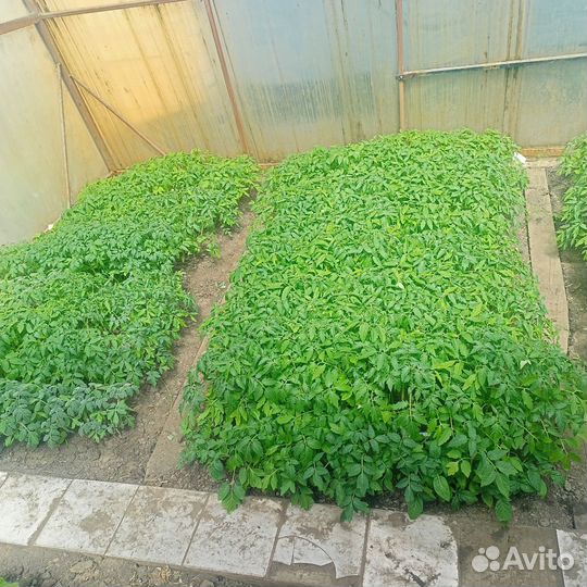 Рассада помидор, капусты, перца