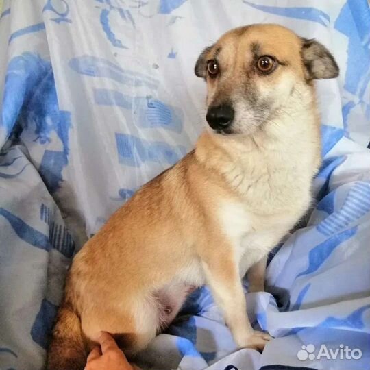 Собака Лисичка