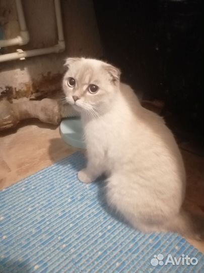 Шотландская вислоухая