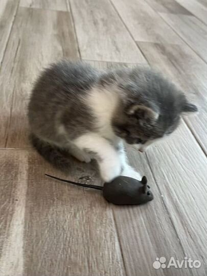 Котенок в добрые руки