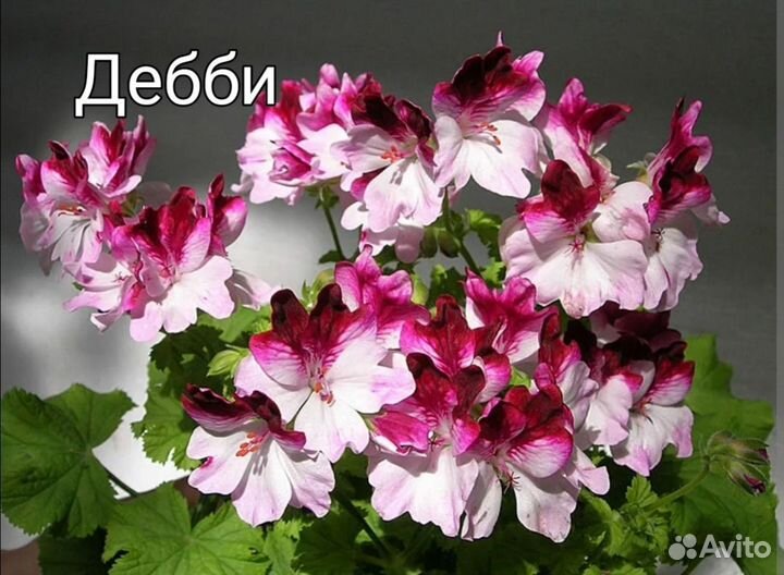 Пеларгонии Ангелы