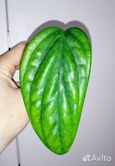 Монстера карстенианум