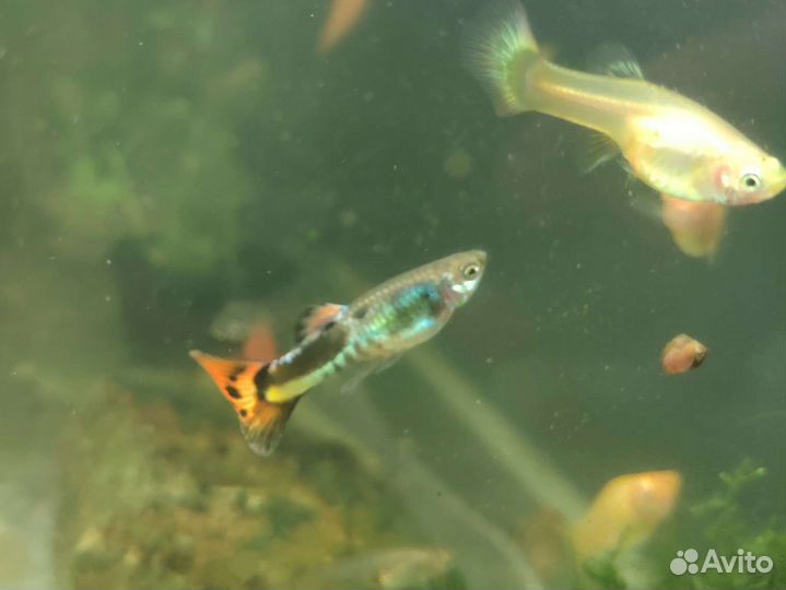 Аквариумные рыбки