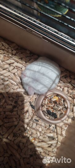 Хомяк Кэмпбелла альбинос