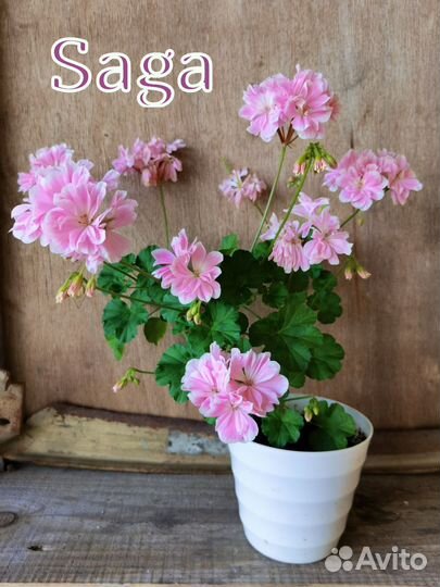 Пеларгония сортовая черенки