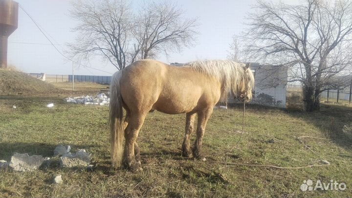 Конь жеребец