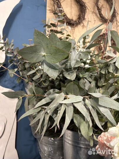 Ветка эвкалипта