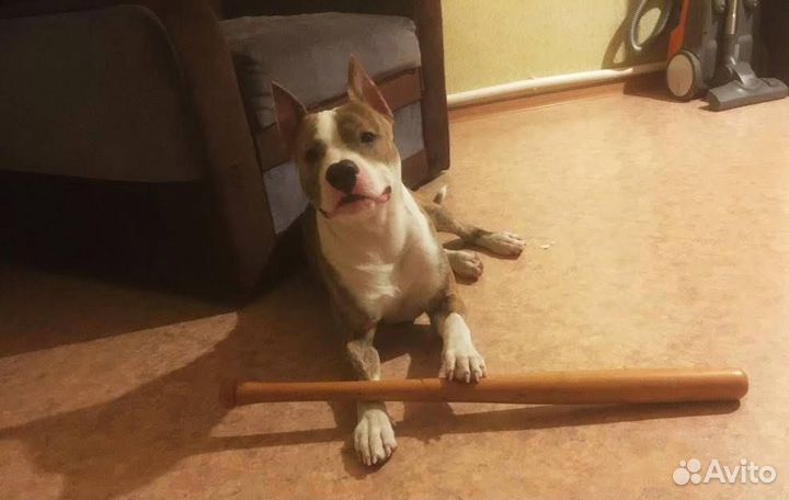 Отдам в добрые руки