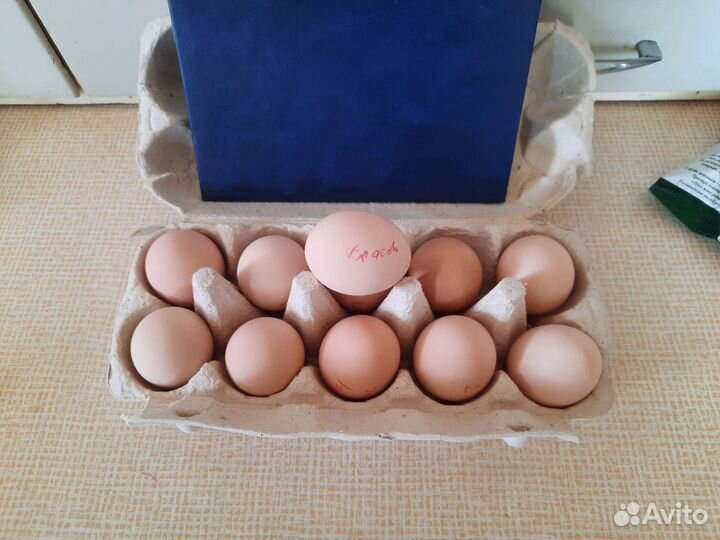 Инкубационное яйцо Паловское золото