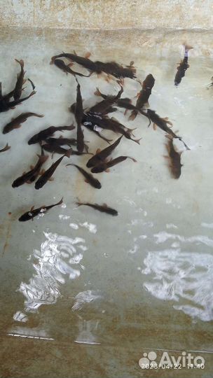 Карась Малек