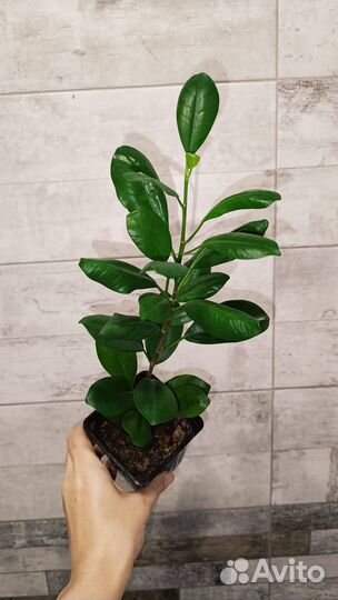 Фикус Мокламе