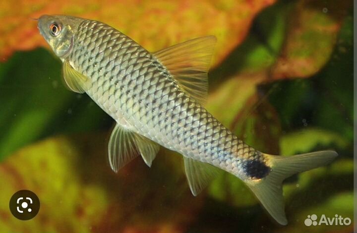 Водорослеед сетчатый