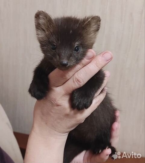 Хорек. Норка. Соболь. Ласка. Доставка