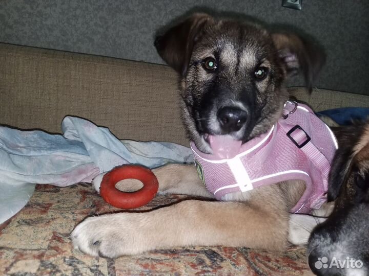 Щеночек в добрые