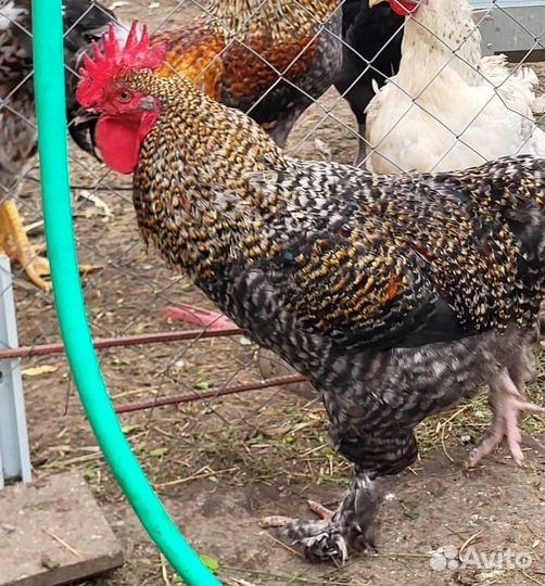 Молодые петушки