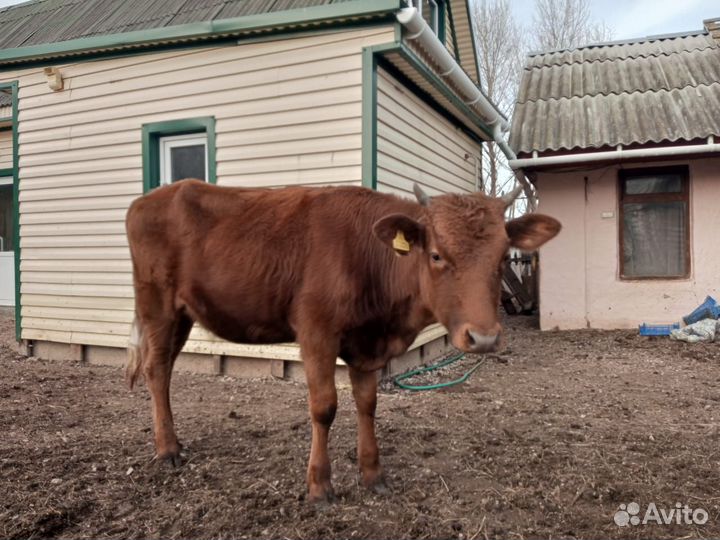 Продается телка