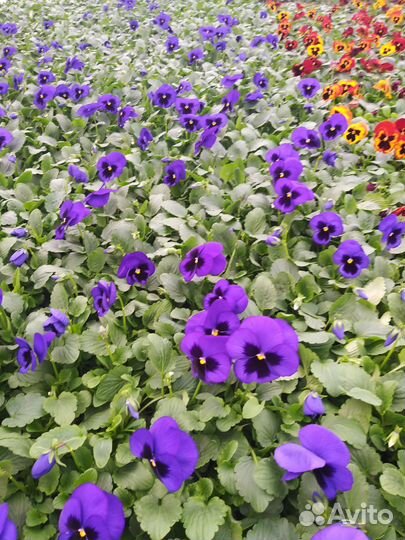 Рассада виолы