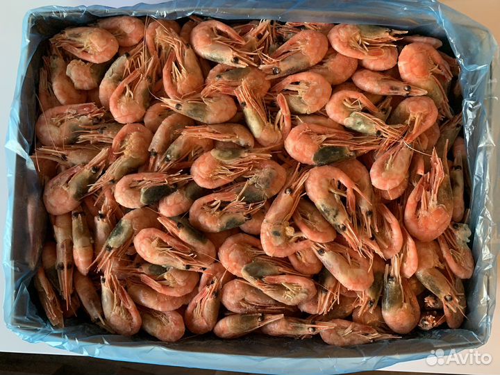 Креветка 90+ / мурманск