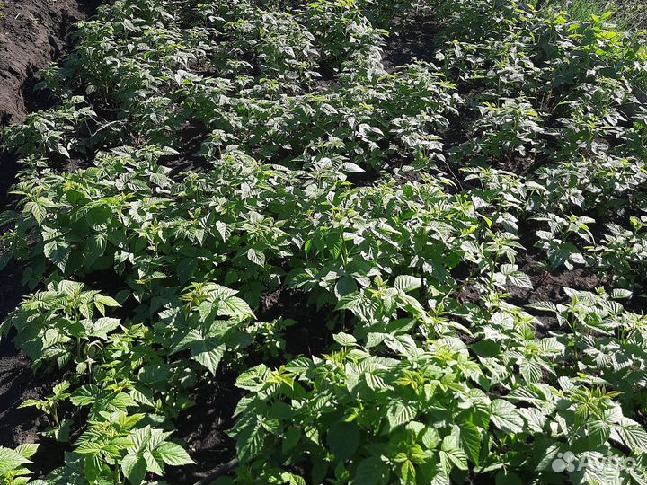 Малина и смородина