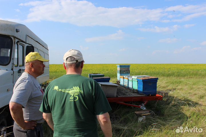 Мёд оптом - своя пасека, от 1 кг. Астрахань