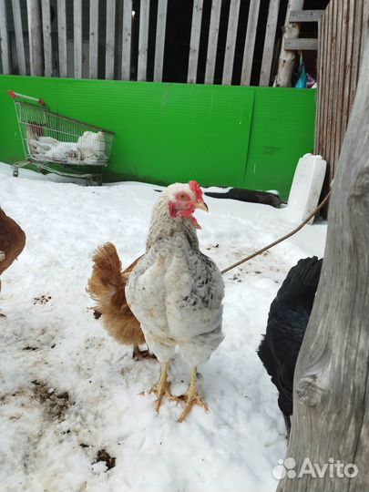 Молодые петушки