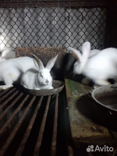 Продам кроликов
