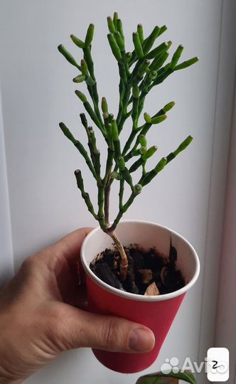 Растения для дома