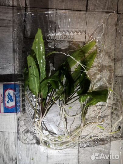 Криптокорина