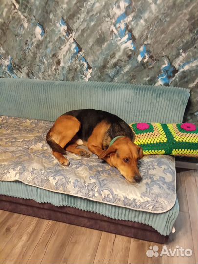 Случка собак