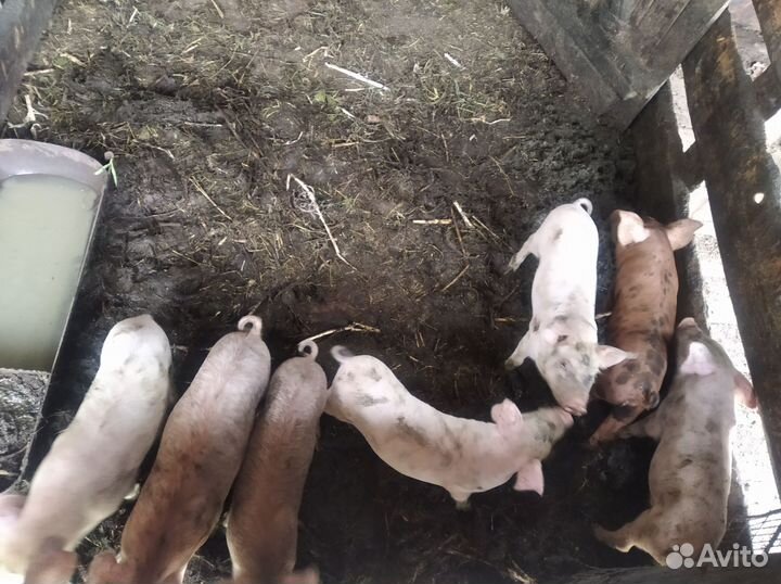 Продаются поросята