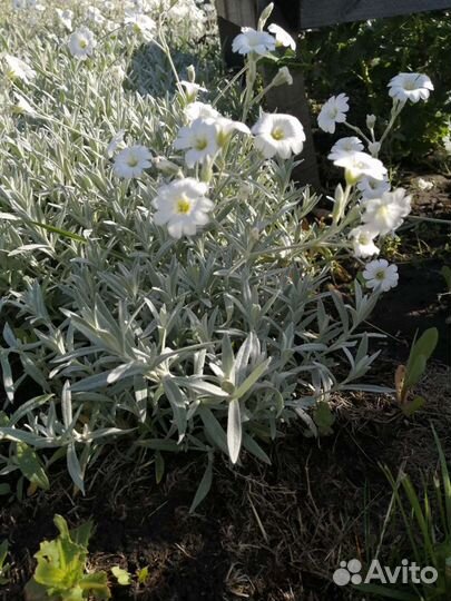 Почвопокровные растения