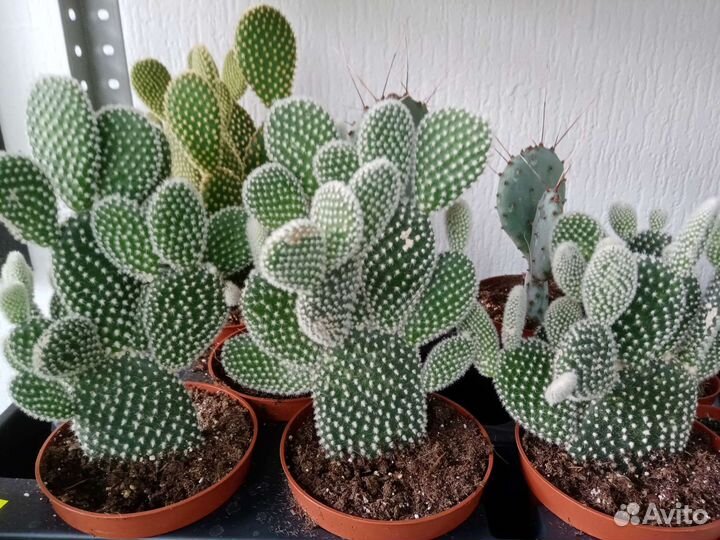 Кактус, Антуриум, фикус, мандарин, гардения