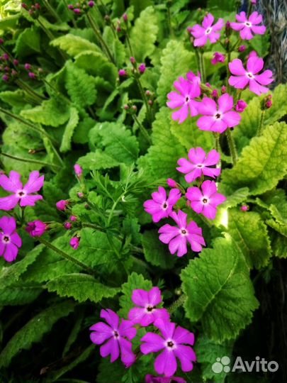 Сортовые цветы