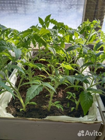Рассада помидор
