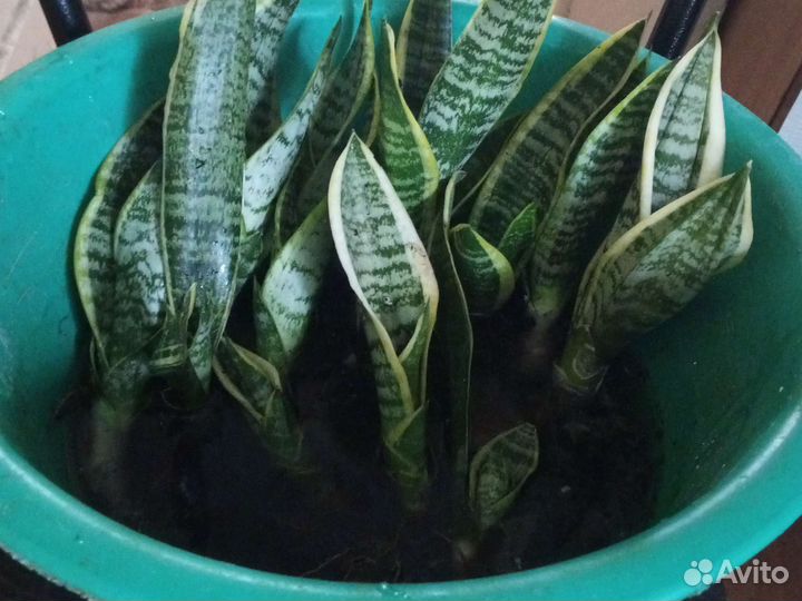 Сансевиерия