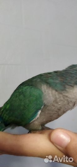 Ручные выкормыши монаха он же квакер