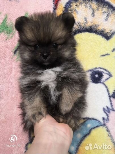 Померанский шпиц