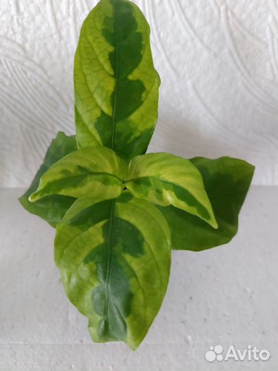 Псевдоэрантемум Yellow Dwarf