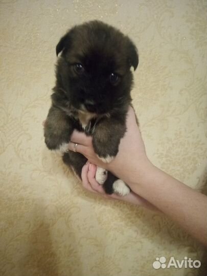 Щенки немецкой овчарки