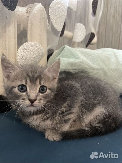 Котенок в добрые руки
