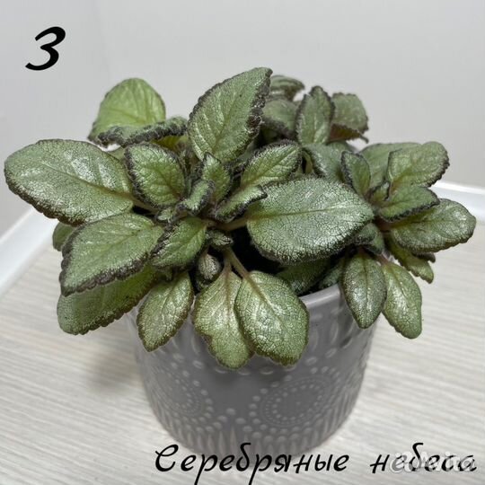 Эписции сортовые часть1