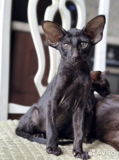 Ориентальные котята