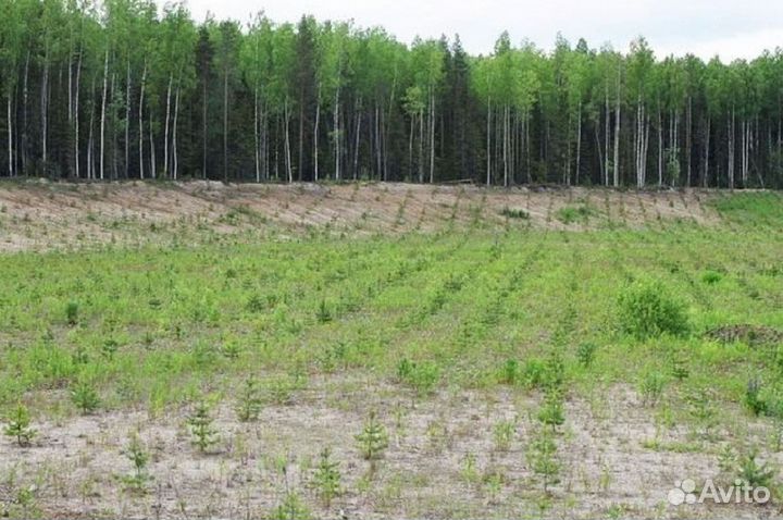 Сосна обыкновенная, сеянцы окс, лесовосстановление