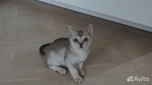 Сингапурские котята объявление продам