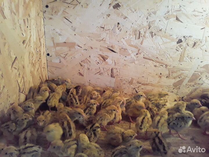 Перепела суточные