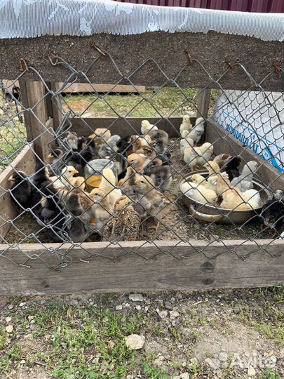 Продам цыплят
